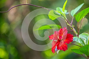 El Yunque National Forest Puerto Rico scenic view photo