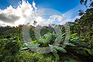 El Yunque National Forest Puerto Rico scenic view photo