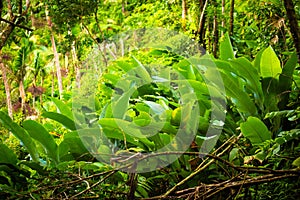 El Yunque National Forest Puerto Rico scenic view photo