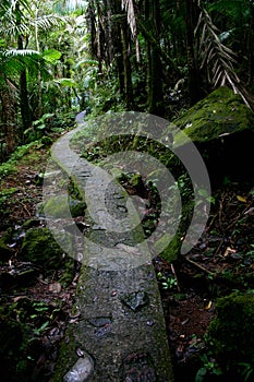 El Yunque National Forest Trail