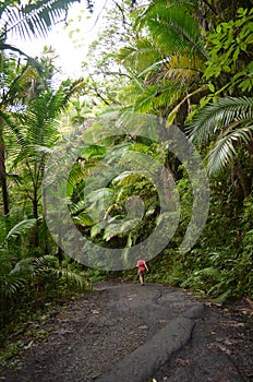 El Yunque Rain Forest path