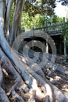 Elaborate root structure of a Moreton Bay Fig Tree in Balboa Park, San Diego, California