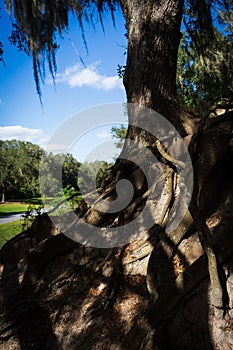 The elaborate roots of an oak tree hold it securely to a hillside