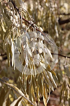 Elaeagnus angustifolia. Fruits of Russian olive in autumn in the Altai region