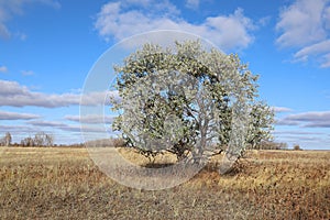 Elaeagnus angustifolia. Russian olive among the dried grass in the Altai region