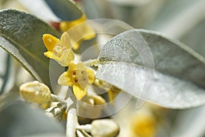 Elaeagnus angustifolia , Russian olive flower