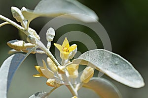 Elaeagnus angustifolia , Russian olive flower