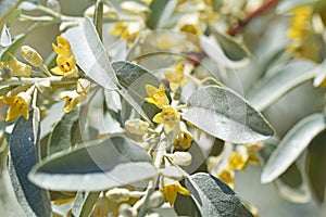 Elaeagnus angustifolia, Russian olive flowers