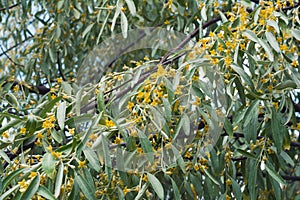 Elaeagnus angustifolia tree blooming photo