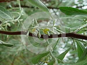 Elaeagnus commutata bloom. Loch silver.