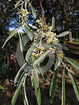 Elaeagnus commutata. Silverberry, wolf-willow.