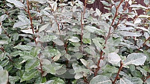 Elaeagnus x ebbingei