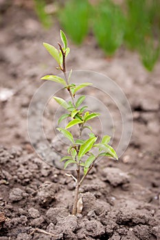 Elaeagnus multiflora in the garden