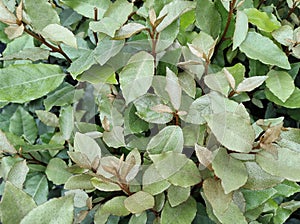 Elaeagnus x ebbingei `Compacta`