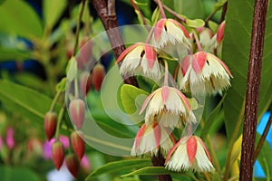 Elaeocarpus grandiflorus Sm. flowers