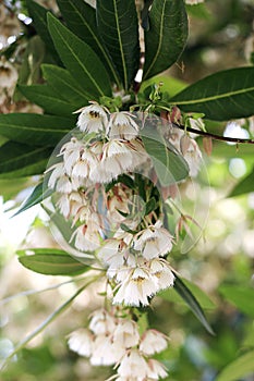 Elaeocarpus grandiflorus sm. flowers