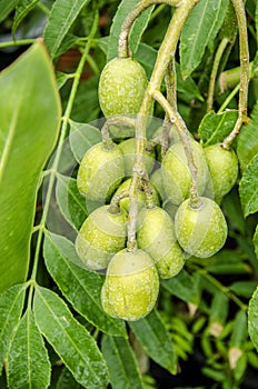 Elaeocarpus hygrophilus Kurz Thai fruits.