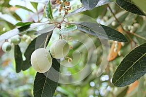 Elaeocarpus hygrophilus, tropical fruit