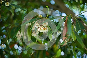 Elaeocarpus littoralis flowers