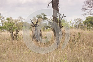 Elan at Mikumi National Park in Tanzania.