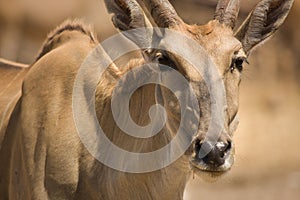 Eland photo