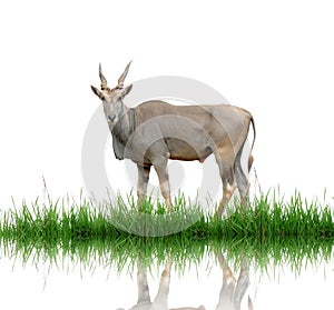 Eland