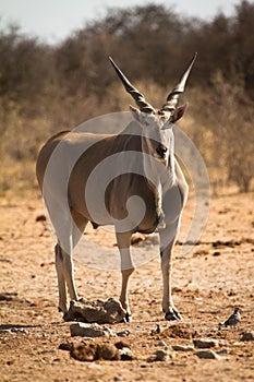 Eland