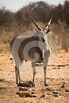 Eland photo