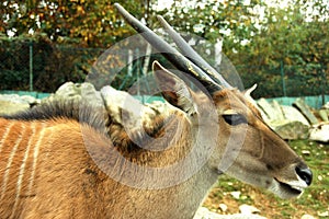 Eland