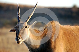 Eland photo