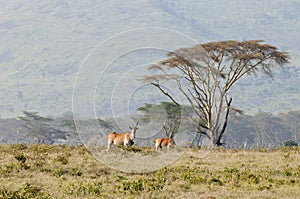 Eland and Acacia, Nakuru, Kenya.