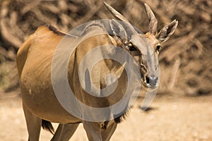 Eland antelope