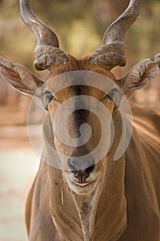 Eland antelope photo