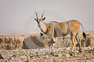 Eland antelope photo