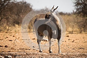 Eland antelope photo