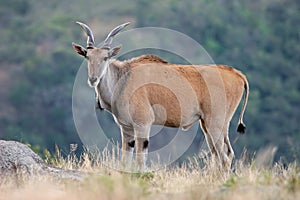 Eland antelope photo