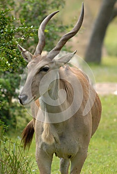 Eland antelope