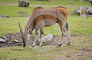 Eland antelope