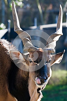 Eland Antelope photo