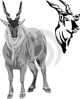 Eland antelope