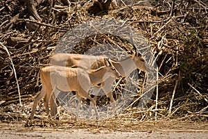 Eland antelope calf photo