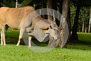 Eland Antelope / Common Eland (Taurotragus Oryx)