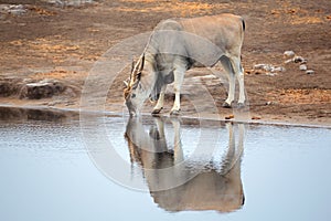 Eland antelope drinking water
