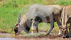 Eland antelope drinking at a waterhole, Mokala National Park, South Africa