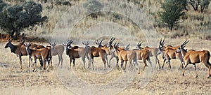 Eland antelope herd photo