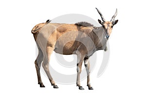 Eland antelope isolated on white photo
