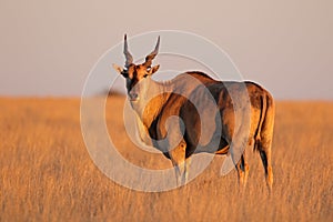 Eland antelope in late afternoon light