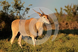 Eland antelope photo