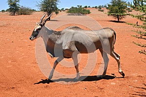 Eland antelope in Namibia