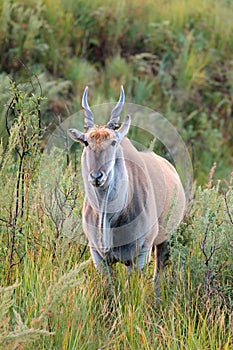 Eland antelope in natural habitat